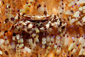 ZEBRA

Zebra Crab (Urchin Crab) - Zebrida adamsii - Zeb... by Jörg Menge 